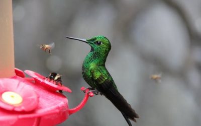 Even hummingbirds take time to pause