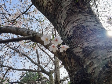 spring cherry blossoms one of natures reminders of impermanence