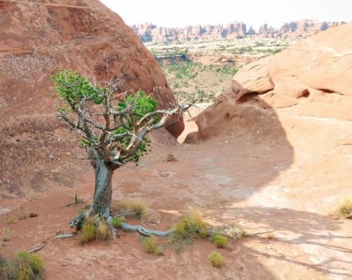 Desert tree, growing against all odds, the power of nature