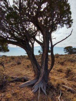 Juniper Tree rooted in the ground, sun reflecting through branches