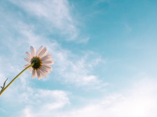 A flower using the sun's energy to grow, rising up to the sky