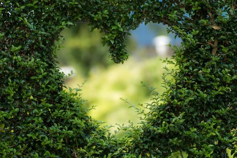 Heart shape in a shrub hedge