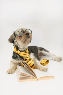 dog looking curious with glasses, tie, and book