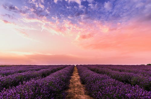 field of abundant lavender with beautiful sunset