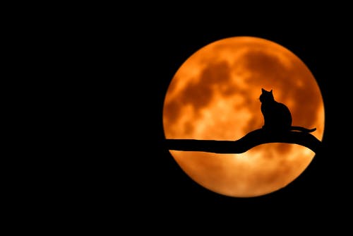 Halloween photo of silhouette of cat against and orange moon