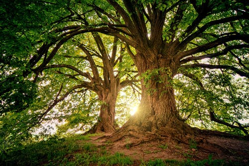 Big, old trees rooted into the earth