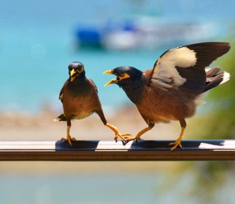 two birds on a wooden perch with one squawking as the other moves away