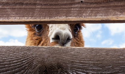 llama eye peering through space between wooden slats with curiosity