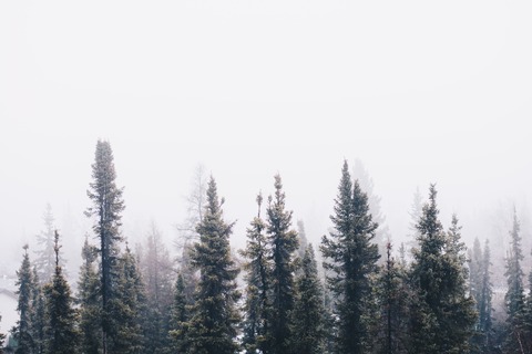 evergreen trees against a cold, white winter background