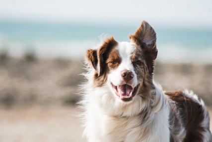 brown and white dog with one ear up looking eager to play