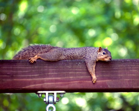 squirrel resting belly down on a piece of lumber