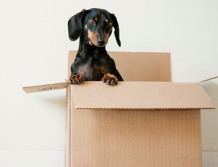 Dachshund stuck in box with head sticking out