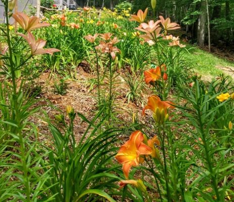 Garden of orange, pink and yellow lilies