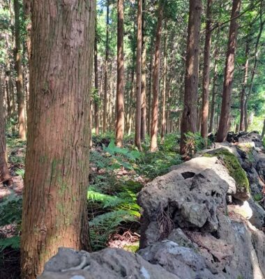 tall straight forest of trees with lava rock wall