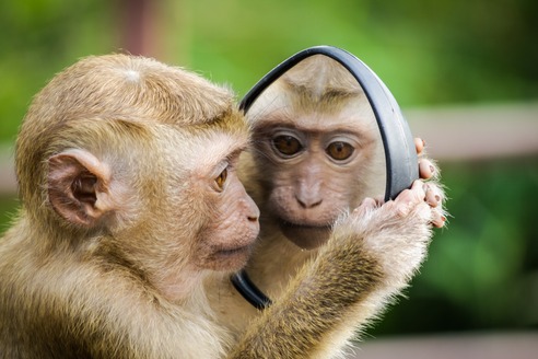 small monkey looking at itself in the mirror with curiosity and awareness.