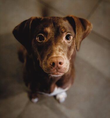 brown puppy staring at you with longing and desire