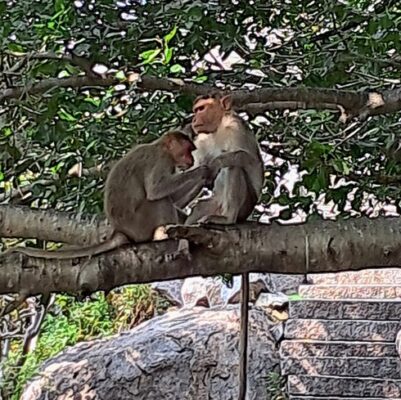 one monkey grooming another in an act of giving and receiving care