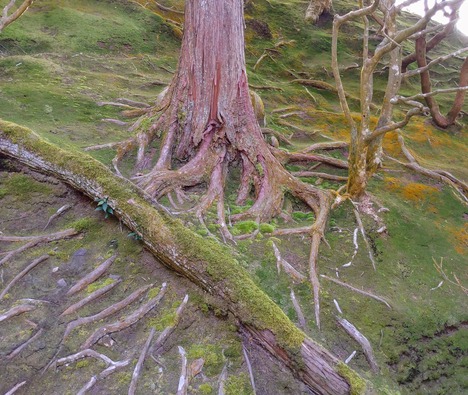 roots of a tree leading to reliable stability to weather any storm
