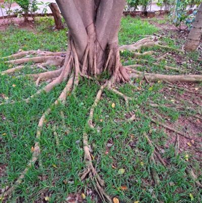 long, thick roots of a tree