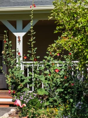 hollyhocks in front of author's home