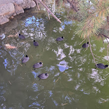 Eurasia Ducks peacefully floating in water