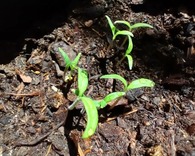 seeds sprouting in the beginning or the process of growth
