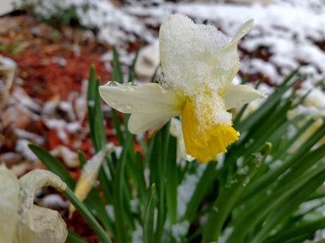 daffodil covered in snow that will turn to water in the sun to nourish the plant
