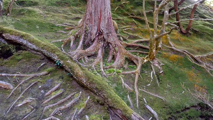 Soften The Clinging In The Face Of Impermanence