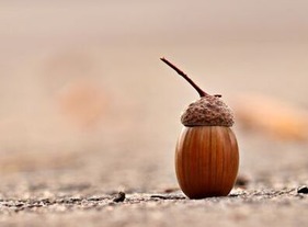 An acorn waiting for the right conditions to sprout