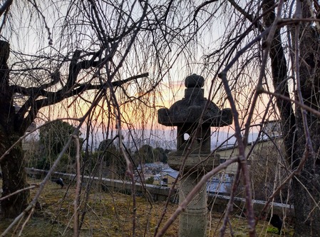 many branches of a tree obscuring the view like many thoughts obscuring clarity of mind